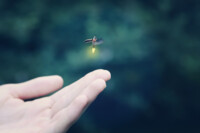 hand and firefly